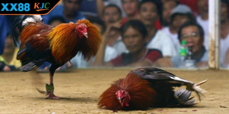 Nắm bắt quy tắc và luật lệ của hình thức 