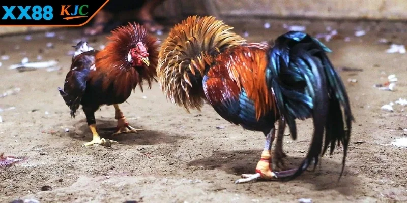 Sự đặc trưng riêng của ĐÁ GÀ CAMPUCHIA 