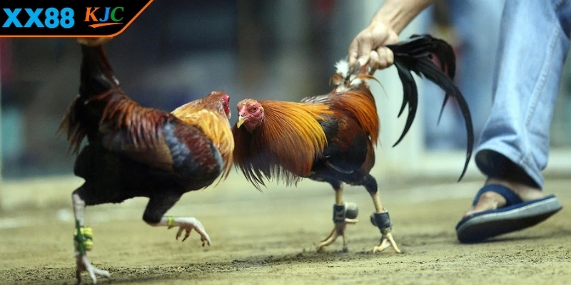 Bí quyết đọc vị trận đấu thông minh 