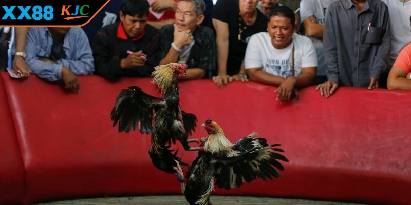 Giữ bình tĩnh khi tham gia ván chơi 